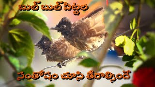 RED WESTED BUL BUL|| BUL BUL BIRD|| పిగిలి పిట్ట|| BIRDS BATHING||