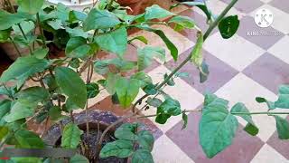 Mogra/jasmine plant best time of cutting ang grow || pruning plants.