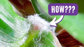 Shocking Reality of How Plant Pests Invade and Conquer Homes