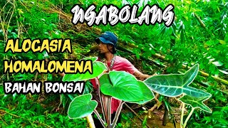 MENDAPATKAN ALOCASIA,HOMALOMENA,BAHAN BONSAI