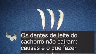 Os DENTES de LEITE do cachorro não caíram: causas e o que fazer