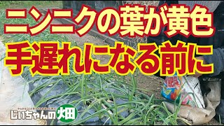 ニンニクの葉が黄色くなってませんか？植え付けから30日過ぎたら追肥の時期かも。11/19