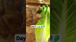 Day 3: 🐢 🥬 #feeding #turtle #shorts #youtubeshorts #shortvideo