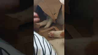 Chubby Kitten LOVES Paper Bag | Chubba's New Fort