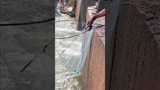 Fisherman Cast Net Fishing Real Life Amazing Fishing At Countryside.(Episode 201)