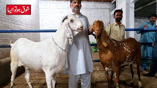 Beautiful Makhi Cheenay Ablak & Amritsari Goats Lahore 2023