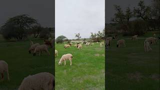 Sheeps in the Thar desert #ytshorts #sheep #thar#animals #desertanimal #beautifulweather #shorts