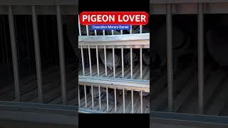 Pigeons Lover #pigeons #pigeonlover #racingpigeons