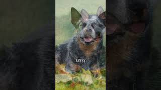 Why Australian Cattle Dogs Are Known as 'Blue Heelers