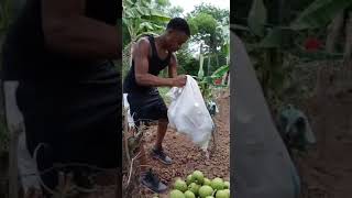 picking breadfruit