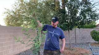 Arizona Shade Trees From Seed