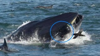 Inilah Mengapa Semua Paus Takut pada Orcas [ This Is Why All Whales Are Afraid of Orcas