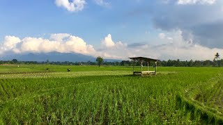 Bikin damai suasana sawah di garut jawa barat @putragarut3320