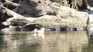 Male Mandarins having a Spring Clean 15th April 2021