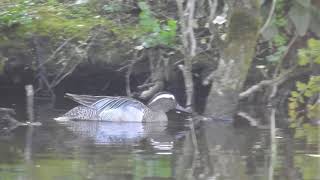 Garganey