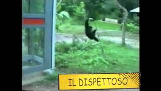 il dispettoso