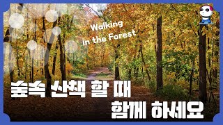 칸트의 산책 / 숲 속 산책  / 산책하면서 듣기 편한 연주곡 / Walkin in the Forest / 광고없이 1시간 감상