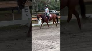 Dressage work