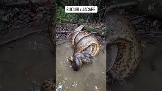 ANACONDA EATING CROCODILE