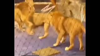 Lion attack 🥹omg 😱