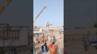 يتم تحميل الجمل في الشاحنة الكبيرة #ytshorts #camelloading #cameltransport #cameltruck #shorts