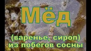 Сосновый Мёд (варенье, сироп) из побегов сосны