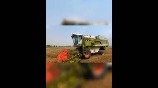 claas dominater 88s wheat harvesting