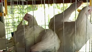 Manoy Nilo Vlog. Tara magpakain ng manok