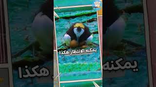 أغرب أب في عالم الطيور! 🦅 حقائق | غريب | مثير