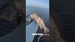 Beautiful black drum release  please like and subscribe