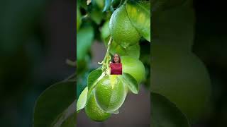 Lemon green #amazing #funnyvideo #funplay #trending #fyp #shorts