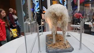 'Dolly' the first cloned sheep on display in the National Museum of Scotland, Edinburgh.