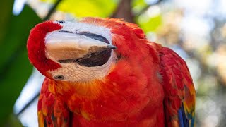 Cute Bird Trick - Funny Parrot and Bird Videos - Funny Parrots Compilation 2022 #SHOERS 😂🤣😅