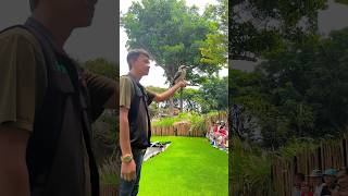 burung khas Indonesia #trending #burung #viral #fyp