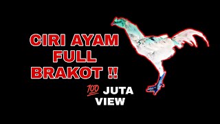 Ciri Fisik Ayam Full Brakot | Bentuk Tubuh Pakoy Pencabut Bulu Punggung