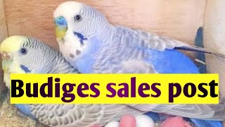 sales post love birds (budiges)