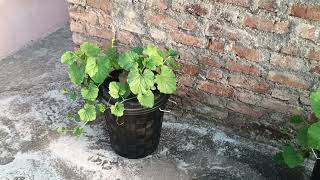 बिना मिटटी बकेट में  ककड़ी  और  लौकी उगाये | Cucumber & Lauki in hydroponic Kratky bucket system