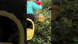 Ladies foraging mushrooms in forest