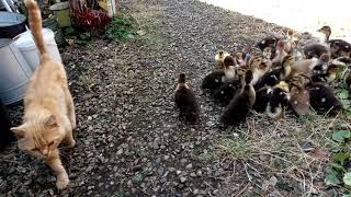 Утята/Ducklings