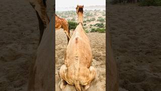 Camel Amazing Morning Routine #shorts #shortvideo #youtubeshorts