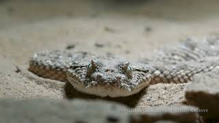 עכן גדול / Cerastes gasperettii ,  Arabian horned viper أفعى أم الجنيب