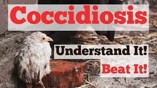 Coccidiosis - Understand it!  Beat It!