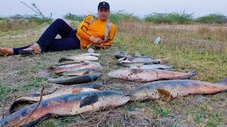 Amazing snakehead fishing video || how to catch murrel fish