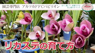 リカステの育て方【園芸専門店アカツカFFCパビリオン】