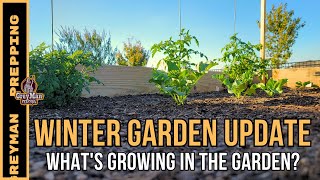 What's Growing In The Garden? Winter Gardening Updates 2023