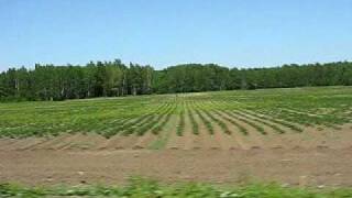 Ploughed fields