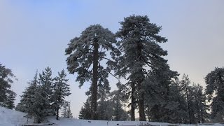 Snowy Mountains of Troodos - Olympos