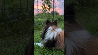 Sunrise with Audie the Sheltie, Bumble Bees, Morning Glories, and Birdsong