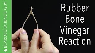 Bendy Rubber Bone Vinegar Experiment (Chemistry)