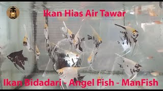 Mengenal Ikan Hias Bidadari ( Mengenal ikan Manfish atau Angelfish )